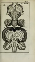 An illustration from De nieuw hervormde anatomie, ofte, Ontleding des menschen lichaams : gebouwd op de waaragtigste en naaukeurigste ondervindingen deser eeuw : zijnde met een groot getal kunstige platen vercʹiert : als ook een verhandelinge van het balsemen der lichamen : noit voor desen dusdanig bekent gemaakt (1686)
