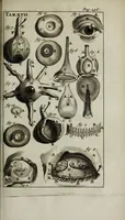 An illustration from De nieuw hervormde anatomie, ofte, Ontleding des menschen lichaams : gebouwd op de waaragtigste en naaukeurigste ondervindingen deser eeuw : zijnde met een groot getal kunstige platen vercʹiert : als ook een verhandelinge van het balsemen der lichamen : noit voor desen dusdanig bekent gemaakt (1686)