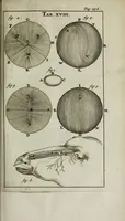 Picture 11 of 38 from De nieuw hervormde anatomie, ofte, Ontleding des menschen lichaams : gebouwd op de waaragtigste en naaukeurigste ondervindingen deser eeuw : zijnde met een groot getal kunstige platen vercʹiert : als ook een verhandelinge van het balsemen der lichamen : noit voor desen dusdanig bekent gemaakt (1686), leaf 295