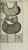 An illustration from De nieuw hervormde anatomie, ofte, Ontleding des menschen lichaams : gebouwd op de waaragtigste en naaukeurigste ondervindingen deser eeuw : zijnde met een groot getal kunstige platen vercʹiert : als ook een verhandelinge van het balsemen der lichamen : noit voor desen dusdanig bekent gemaakt (1686)
