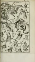 Picture 13 of 38 from De nieuw hervormde anatomie, ofte, Ontleding des menschen lichaams : gebouwd op de waaragtigste en naaukeurigste ondervindingen deser eeuw : zijnde met een groot getal kunstige platen vercʹiert : als ook een verhandelinge van het balsemen der lichamen : noit voor desen dusdanig bekent gemaakt (1686), leaf 335