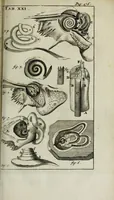 An illustration from De nieuw hervormde anatomie, ofte, Ontleding des menschen lichaams : gebouwd op de waaragtigste en naaukeurigste ondervindingen deser eeuw : zijnde met een groot getal kunstige platen vercʹiert : als ook een verhandelinge van het balsemen der lichamen : noit voor desen dusdanig bekent gemaakt (1686)