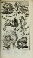 An illustration from De nieuw hervormde anatomie, ofte, Ontleding des menschen lichaams : gebouwd op de waaragtigste en naaukeurigste ondervindingen deser eeuw : zijnde met een groot getal kunstige platen vercʹiert : als ook een verhandelinge van het balsemen der lichamen : noit voor desen dusdanig bekent gemaakt (1686)