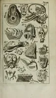 An illustration from De nieuw hervormde anatomie, ofte, Ontleding des menschen lichaams : gebouwd op de waaragtigste en naaukeurigste ondervindingen deser eeuw : zijnde met een groot getal kunstige platen vercʹiert : als ook een verhandelinge van het balsemen der lichamen : noit voor desen dusdanig bekent gemaakt (1686)