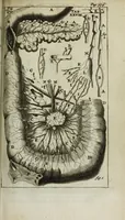An illustration from De nieuw hervormde anatomie, ofte, Ontleding des menschen lichaams : gebouwd op de waaragtigste en naaukeurigste ondervindingen deser eeuw : zijnde met een groot getal kunstige platen vercʹiert : als ook een verhandelinge van het balsemen der lichamen : noit voor desen dusdanig bekent gemaakt (1686)