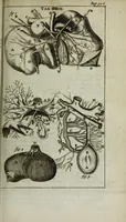 An illustration from De nieuw hervormde anatomie, ofte, Ontleding des menschen lichaams : gebouwd op de waaragtigste en naaukeurigste ondervindingen deser eeuw : zijnde met een groot getal kunstige platen vercʹiert : als ook een verhandelinge van het balsemen der lichamen : noit voor desen dusdanig bekent gemaakt (1686)