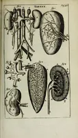 An illustration from De nieuw hervormde anatomie, ofte, Ontleding des menschen lichaams : gebouwd op de waaragtigste en naaukeurigste ondervindingen deser eeuw : zijnde met een groot getal kunstige platen vercʹiert : als ook een verhandelinge van het balsemen der lichamen : noit voor desen dusdanig bekent gemaakt (1686)
