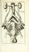 An illustration from De nieuw hervormde anatomie, ofte, Ontleding des menschen lichaams : gebouwd op de waaragtigste en naaukeurigste ondervindingen deser eeuw : zijnde met een groot getal kunstige platen vercʹiert : als ook een verhandelinge van het balsemen der lichamen : noit voor desen dusdanig bekent gemaakt (1686)