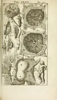 An illustration from De nieuw hervormde anatomie, ofte, Ontleding des menschen lichaams : gebouwd op de waaragtigste en naaukeurigste ondervindingen deser eeuw : zijnde met een groot getal kunstige platen vercʹiert : als ook een verhandelinge van het balsemen der lichamen : noit voor desen dusdanig bekent gemaakt (1686)