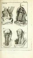 An illustration from De nieuw hervormde anatomie, ofte, Ontleding des menschen lichaams : gebouwd op de waaragtigste en naaukeurigste ondervindingen deser eeuw : zijnde met een groot getal kunstige platen vercʹiert : als ook een verhandelinge van het balsemen der lichamen : noit voor desen dusdanig bekent gemaakt (1686)