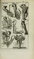 An illustration from De nieuw hervormde anatomie, ofte, Ontleding des menschen lichaams : gebouwd op de waaragtigste en naaukeurigste ondervindingen deser eeuw : zijnde met een groot getal kunstige platen vercʹiert : als ook een verhandelinge van het balsemen der lichamen : noit voor desen dusdanig bekent gemaakt (1686)