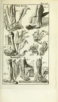 An illustration from De nieuw hervormde anatomie, ofte, Ontleding des menschen lichaams : gebouwd op de waaragtigste en naaukeurigste ondervindingen deser eeuw : zijnde met een groot getal kunstige platen vercʹiert : als ook een verhandelinge van het balsemen der lichamen : noit voor desen dusdanig bekent gemaakt (1686)
