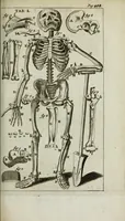 An illustration from De nieuw hervormde anatomie, ofte, Ontleding des menschen lichaams : gebouwd op de waaragtigste en naaukeurigste ondervindingen deser eeuw : zijnde met een groot getal kunstige platen vercʹiert : als ook een verhandelinge van het balsemen der lichamen : noit voor desen dusdanig bekent gemaakt (1686)