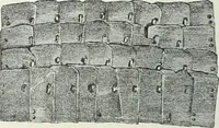 An illustration from Denkmäler des klassischen Altertums, zur Erläuterung des Lebens der Griechen und Römer in Religion, Kunst und Sitte (1887)