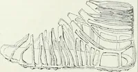 An illustration from Denkmäler des klassischen Altertums, zur Erläuterung des Lebens der Griechen und Römer in Religion, Kunst und Sitte (1887)