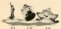 Picture 12 of 13 from Dennison's gala book. (1910), leaf 40