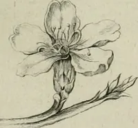 An illustration from De numis hebraeo-samaritanis (1781)