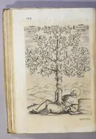 An illustration from De origine seraphicae religionis Fra[n]ciscanae eiusq[ue] progressibus, : de Regularis Obserua[n]ciae institutione, forma administrationis ac legibus admirabiliq[ue] eius propagatione. (1587)