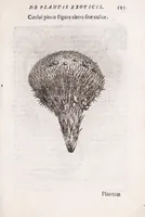 Picture 19 of 39 from De plantis exoticis libri duo Prosperi Alpini, philosophi medici, in gymnasium Patauino medicamentorum simplicium professoris ordinarij, & horti medici praefecti : opus completum, editum studio, ac opera Alpini Alpini, phylosophi & medici auctoris filij (1627), leaf 145