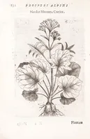 Picture 20 of 39 from De plantis exoticis libri duo Prosperi Alpini, philosophi medici, in gymnasium Patauino medicamentorum simplicium professoris ordinarij, & horti medici praefecti : opus completum, editum studio, ac opera Alpini Alpini, phylosophi & medici auctoris filij (1627), leaf 152