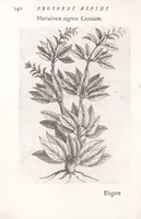 Picture 21 of 39 from De plantis exoticis libri duo Prosperi Alpini, philosophi medici, in gymnasium Patauino medicamentorum simplicium professoris ordinarij, & horti medici praefecti : opus completum, editum studio, ac opera Alpini Alpini, phylosophi & medici auctoris filij (1627), leaf 162