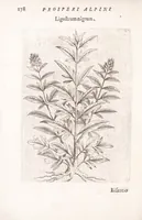 Picture 26 of 39 from De plantis exoticis libri duo Prosperi Alpini, philosophi medici, in gymnasium Patauino medicamentorum simplicium professoris ordinarij, & horti medici praefecti : opus completum, editum studio, ac opera Alpini Alpini, phylosophi & medici auctoris filij (1627), leaf 198