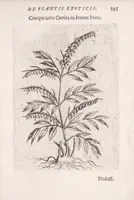 Picture 34 of 39 from De plantis exoticis libri duo Prosperi Alpini, philosophi medici, in gymnasium Patauino medicamentorum simplicium professoris ordinarij, & horti medici praefecti : opus completum, editum studio, ac opera Alpini Alpini, phylosophi & medici auctoris filij (1627), leaf 315