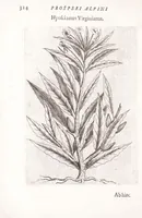 Picture 37 of 39 from De plantis exoticis libri duo Prosperi Alpini, philosophi medici, in gymnasium Patauino medicamentorum simplicium professoris ordinarij, & horti medici praefecti : opus completum, editum studio, ac opera Alpini Alpini, phylosophi & medici auctoris filij (1627), leaf 344