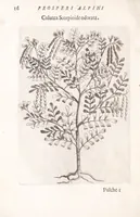 Picture 4 of 39 from De plantis exoticis libri duo Prosperi Alpini, philosophi medici, in gymnasium Patauino medicamentorum simplicium professoris ordinarij, & horti medici praefecti : opus completum, editum studio, ac opera Alpini Alpini, phylosophi & medici auctoris filij (1627), leaf 36
