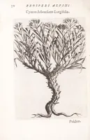 Picture 5 of 39 from De plantis exoticis libri duo Prosperi Alpini, philosophi medici, in gymnasium Patauino medicamentorum simplicium professoris ordinarij, & horti medici praefecti : opus completum, editum studio, ac opera Alpini Alpini, phylosophi & medici auctoris filij (1627), leaf 50