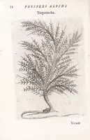 Picture 9 of 39 from De plantis exoticis libri duo Prosperi Alpini, philosophi medici, in gymnasium Patauino medicamentorum simplicium professoris ordinarij, & horti medici praefecti : opus completum, editum studio, ac opera Alpini Alpini, phylosophi & medici auctoris filij (1627), leaf 72