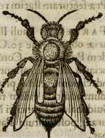 An illustration from De praefecto vrbis liber (1631)