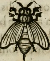 Picture 8 of 18 from De praefecto vrbis liber (1631), leaf 29