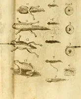 An illustration from De ranis et lacertis observationes (1686)