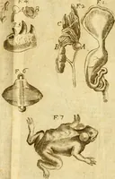 An illustration from De ranis et lacertis observationes (1686)