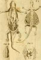 An illustration from De ranis et lacertis observationes (1686)