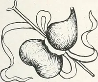 An illustration from Der chinesische Teppich (1921)