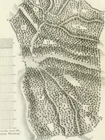 An illustration from De re ichnographica : cujus hodierna praxis exponitur, et propriis exemplis pluribus illustratur : inque varias, quae contingere possunt, ejusdem aberrationes, posito quoque calculo, inquiritur (1751)