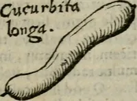 Picture 18 of 100 from De rerum varietate, libri XVII (1558), leaf 188