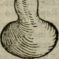 Picture 19 of 100 from De rerum varietate, libri XVII (1558), leaf 188