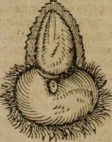 Picture 21 of 100 from De rerum varietate, libri XVII (1558), leaf 323
