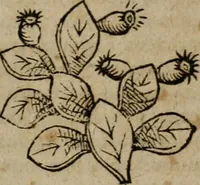 Picture 90 of 100 from De rerum varietate, libri XVII (1558), leaf 690