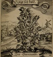 An illustration from Der Fruchtbringenden Geselschaft Nahmen, Vorhaben, Gemählde und Wörter : nach jedes Einnahme ordentlich in Kupfer gestochen, und in achtzeilige Reimgesetze verfasset (1646)