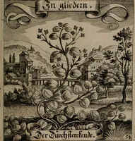 An illustration from Der Fruchtbringenden Geselschaft Nahmen, Vorhaben, Gemählde und Wörter : nach jedes Einnahme ordentlich in Kupfer gestochen, und in achtzeilige Reimgesetze verfasset (1646)