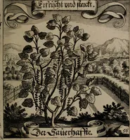 An illustration from Der Fruchtbringenden Geselschaft Nahmen, Vorhaben, Gemählde und Wörter : nach jedes Einnahme ordentlich in Kupfer gestochen, und in achtzeilige Reimgesetze verfasset (1646)