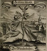An illustration from Der Fruchtbringenden Geselschaft Nahmen, Vorhaben, Gemählde und Wörter : nach jedes Einnahme ordentlich in Kupfer gestochen, und in achtzeilige Reimgesetze verfasset (1646)