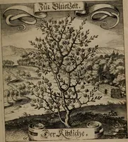 An illustration from Der Fruchtbringenden Geselschaft Nahmen, Vorhaben, Gemählde und Wörter : nach jedes Einnahme ordentlich in Kupfer gestochen, und in achtzeilige Reimgesetze verfasset (1646)