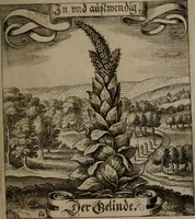 An illustration from Der Fruchtbringenden Geselschaft Nahmen, Vorhaben, Gemählde und Wörter : nach jedes Einnahme ordentlich in Kupfer gestochen, und in achtzeilige Reimgesetze verfasset (1646)