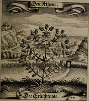 An illustration from Der Fruchtbringenden Geselschaft Nahmen, Vorhaben, Gemählde und Wörter : nach jedes Einnahme ordentlich in Kupfer gestochen, und in achtzeilige Reimgesetze verfasset (1646)