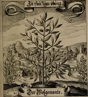 An illustration from Der Fruchtbringenden Geselschaft Nahmen, Vorhaben, Gemählde und Wörter : nach jedes Einnahme ordentlich in Kupfer gestochen, und in achtzeilige Reimgesetze verfasset (1646)